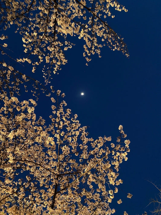 Discovering Japan in April: Cherry Blossoms, Tea, and Timeless Traditions